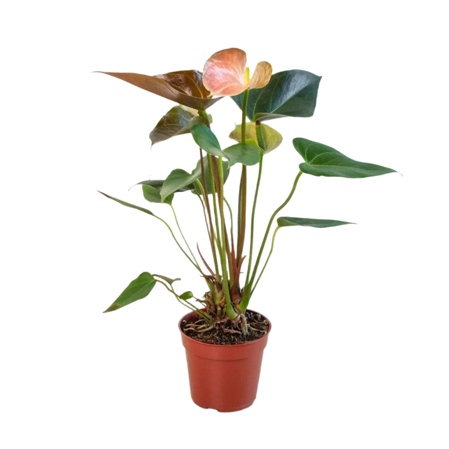 Rainbow Anthurium - 4"