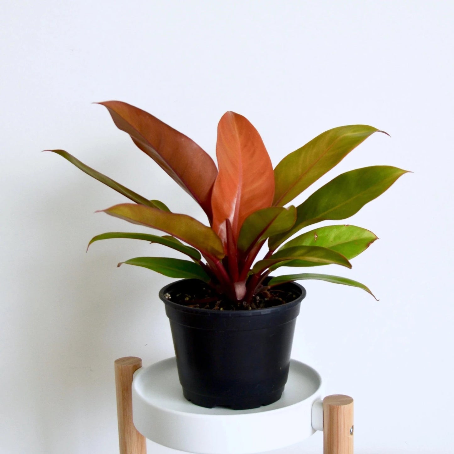 Philodendron (Prince of Orange) - 6"