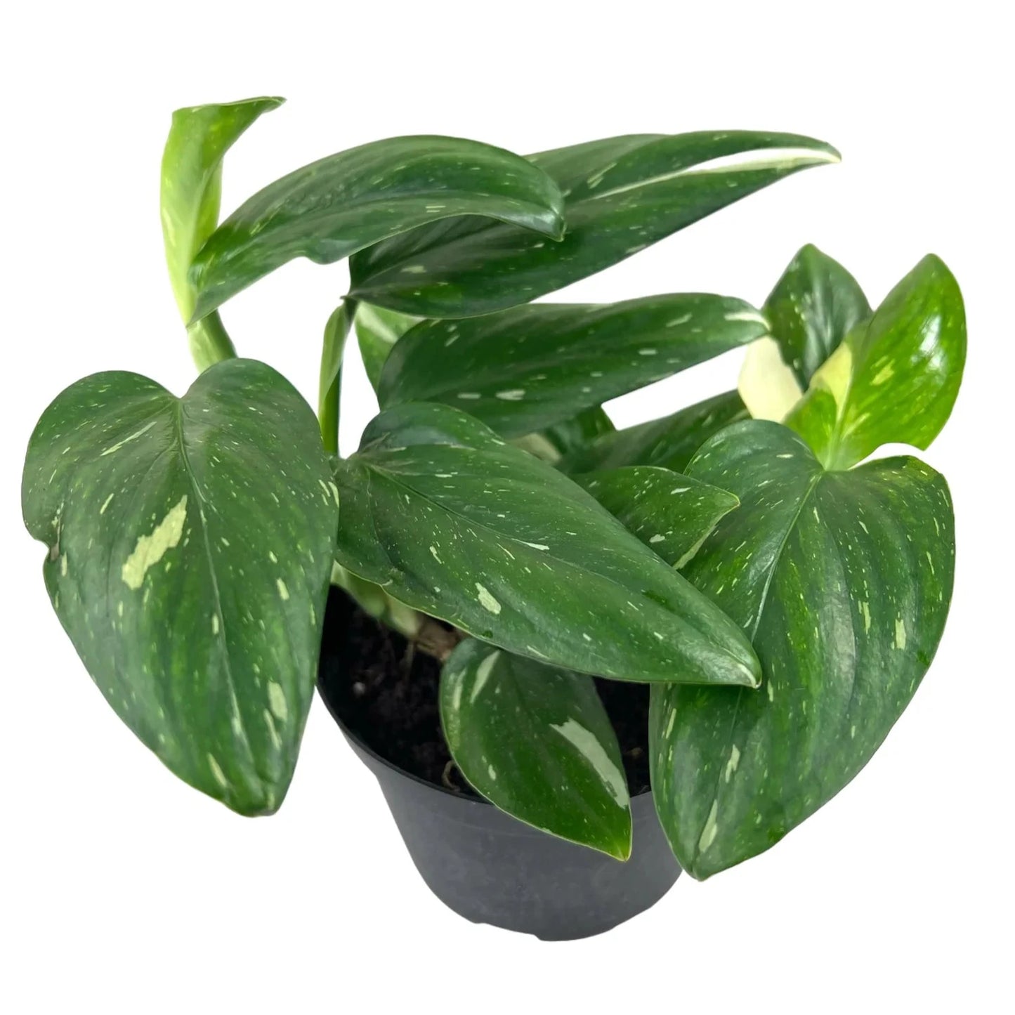 Monstera Standleyana (Non-variegated) - 4"