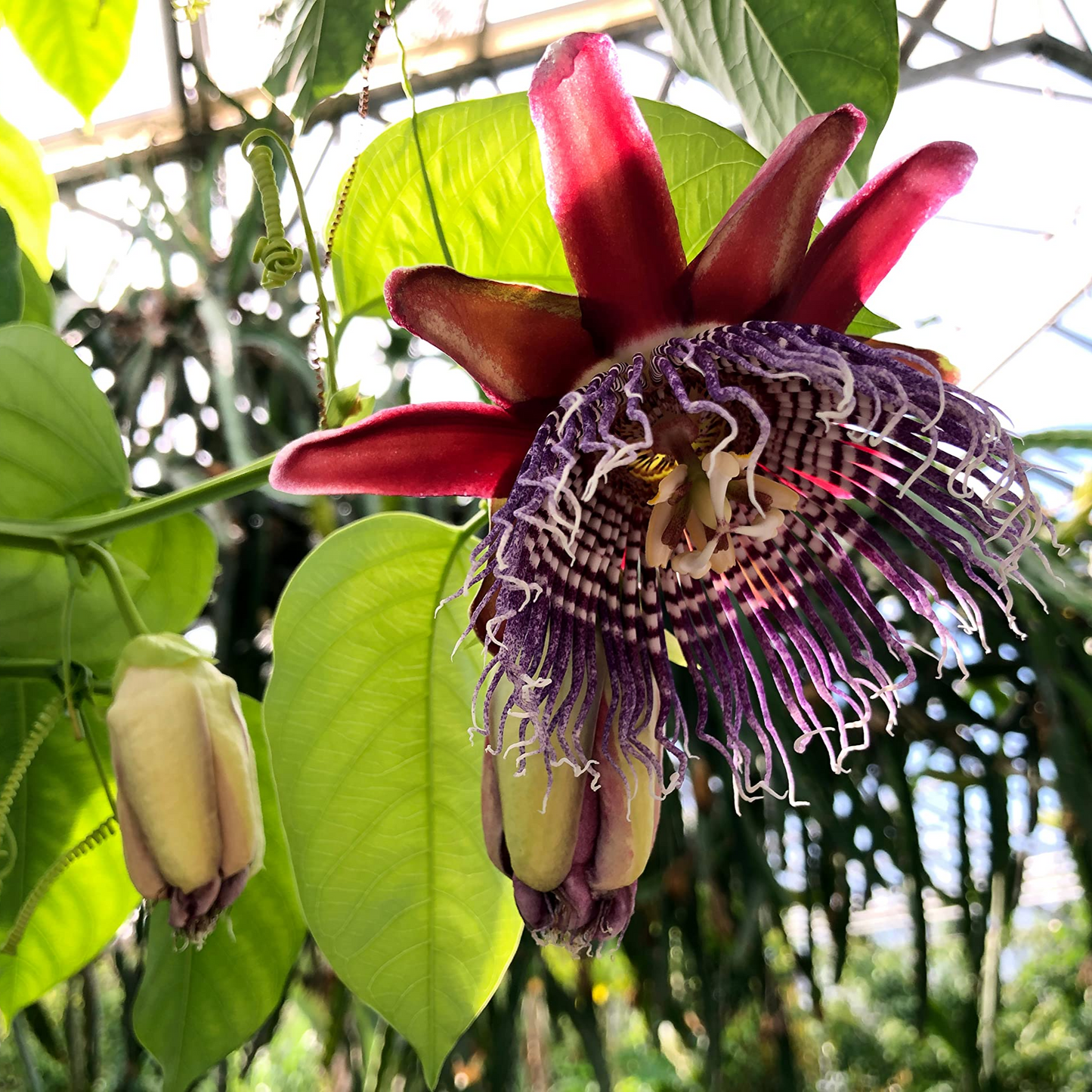 Passiflora quadrangularis Giant Granadilla | 4 LIVE STARTER PLANTS SALE!