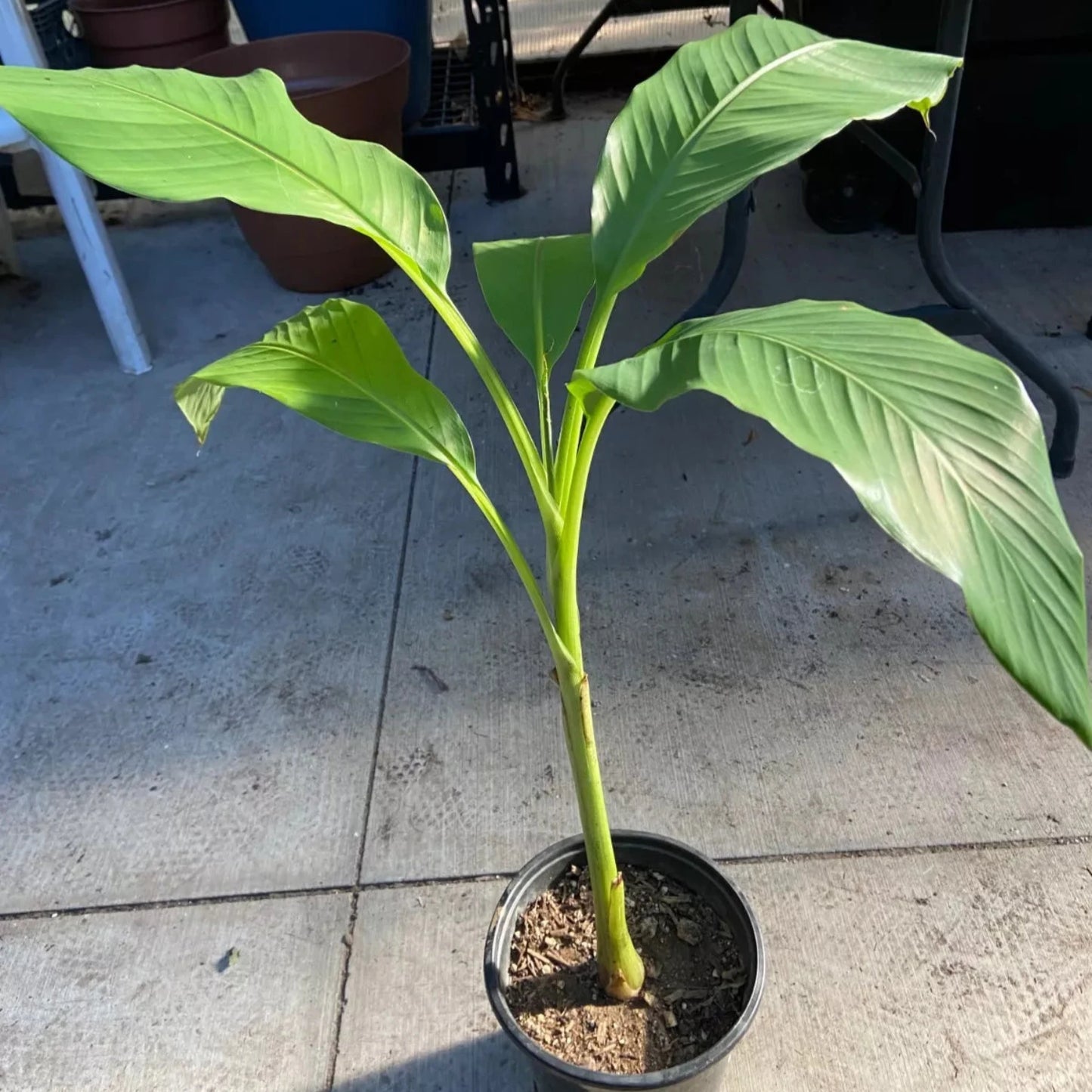 Musa - Basjoo Banana - Banana Tree - 2-3 Ft. Tall