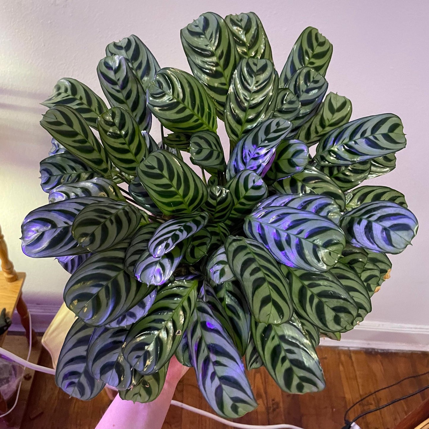 Calathea Ctenanthe x Burle Marx - 6"