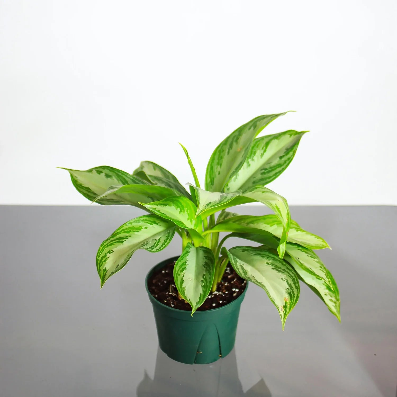 Aglaonema Silver Bay - 6"