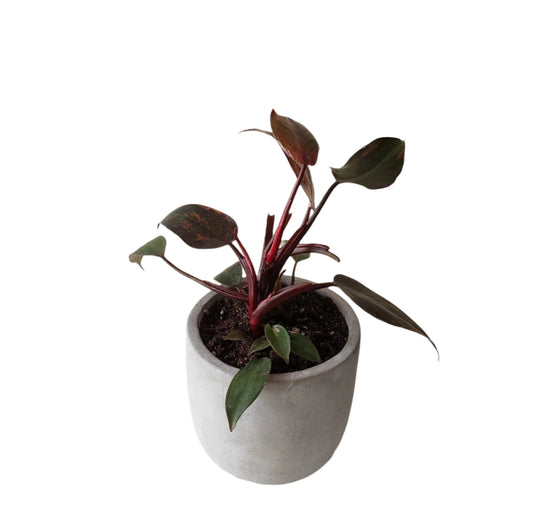 Philodendron Burgundy Princess - 4''