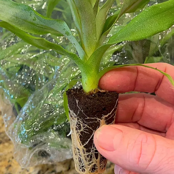 6 Pineapple Plant - 'Elite Gold'