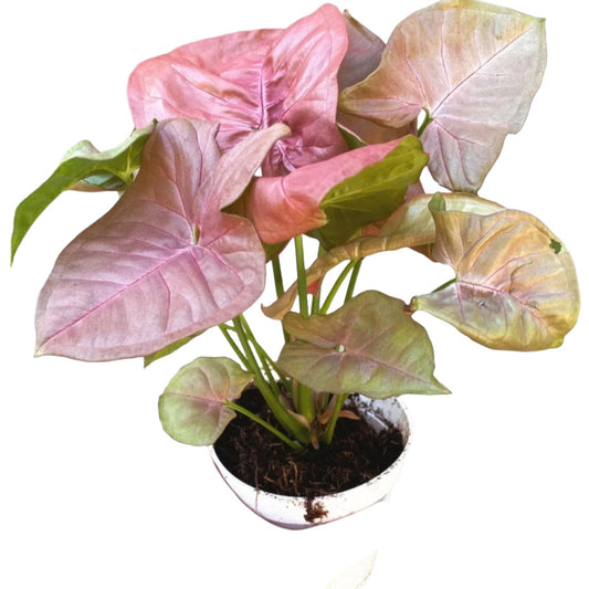 Strawberry Syngonium - 4''