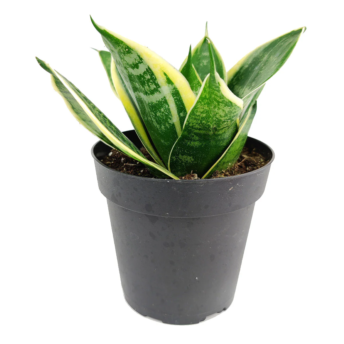 Sansevieria Ocean Star - 4''