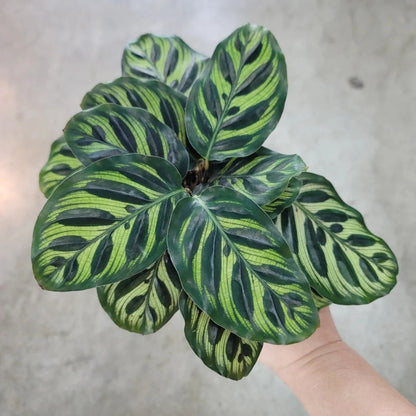 Calathea Peacock Makoyana- 4''