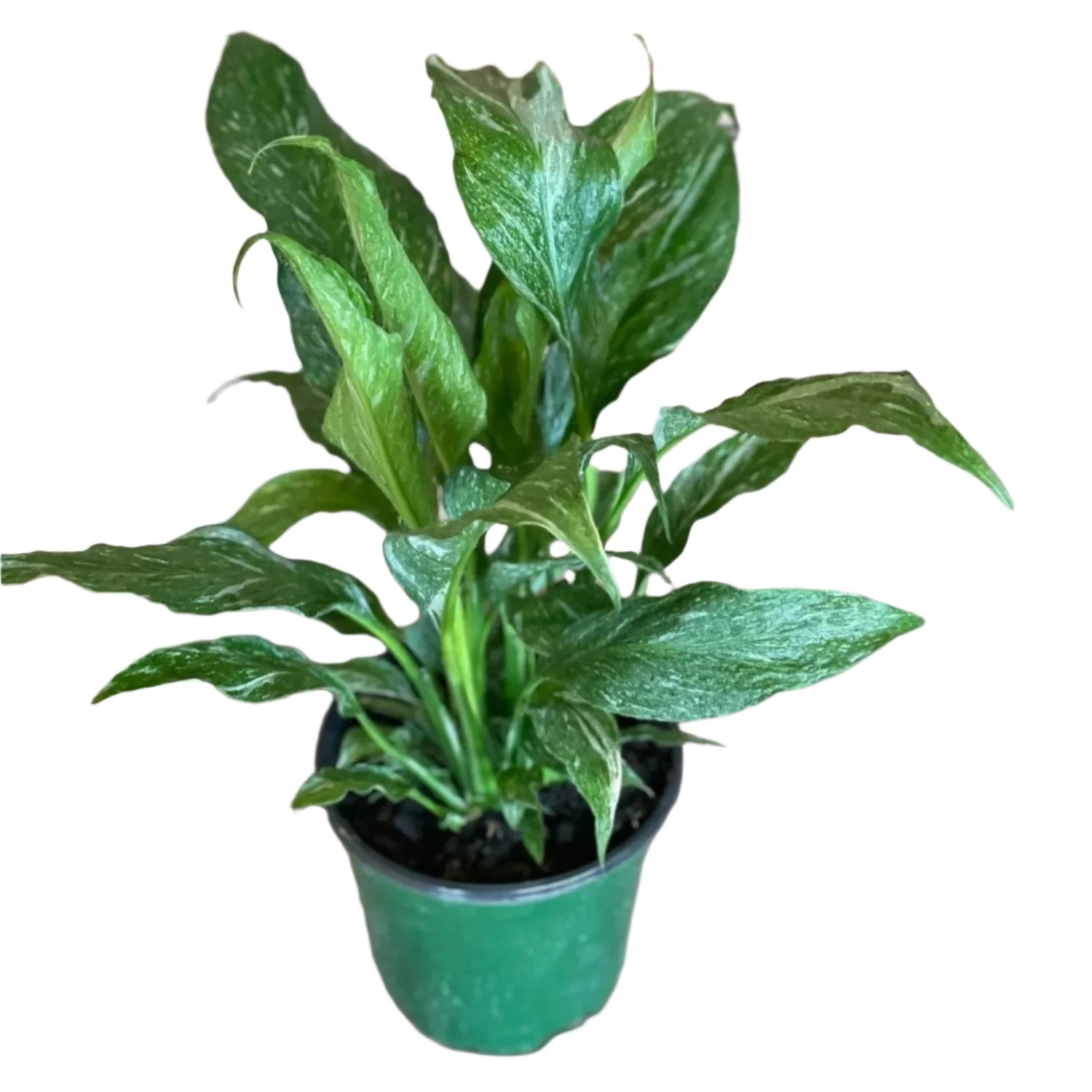 Spathiphyllum Domino - Variegated Peace Lily - 4''