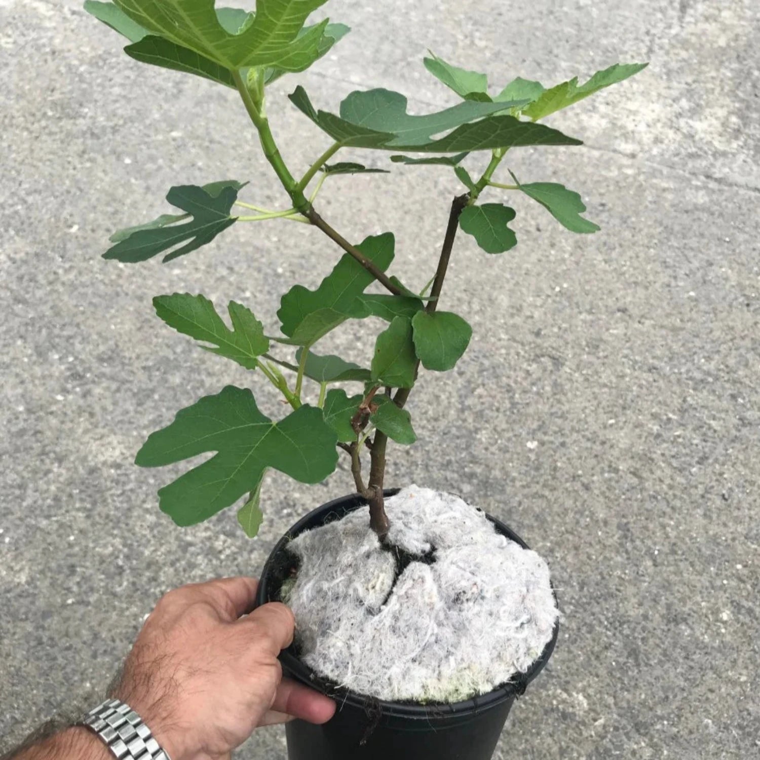 Fig Tree - 'Brown Turkey' - Fruiting Fig Tree - Ficus Carica