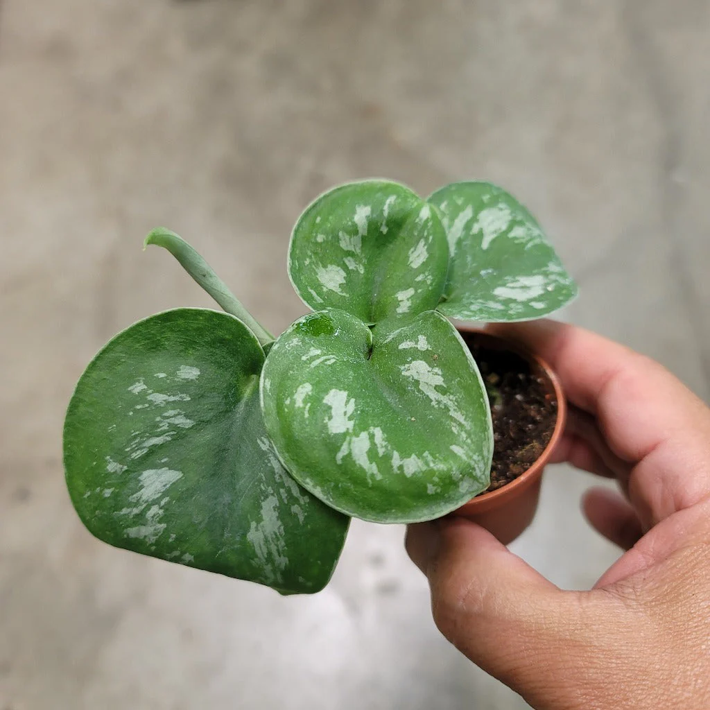 Scindapsus Pictus 'Exotica' - 2''