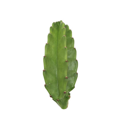 Peruvian Cactus - 10"