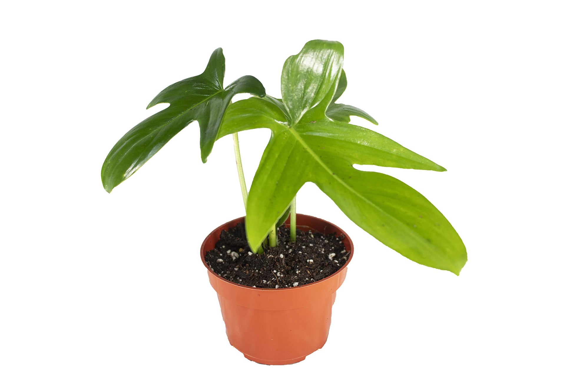 Philodendron Pedatum Dwarf - 4"