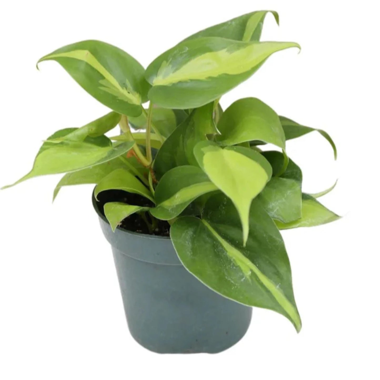 Philodendron Brazilian-4''