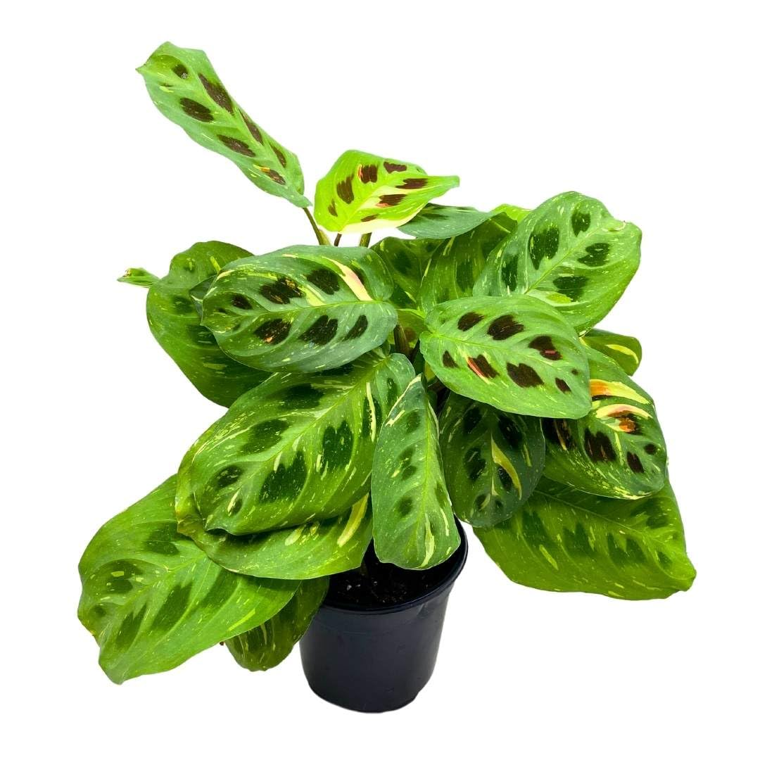 Maranta Leuconeura Kerchoveana Variegata - 4''