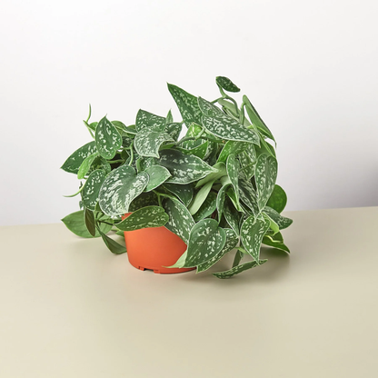 Satin Pothos - 6''