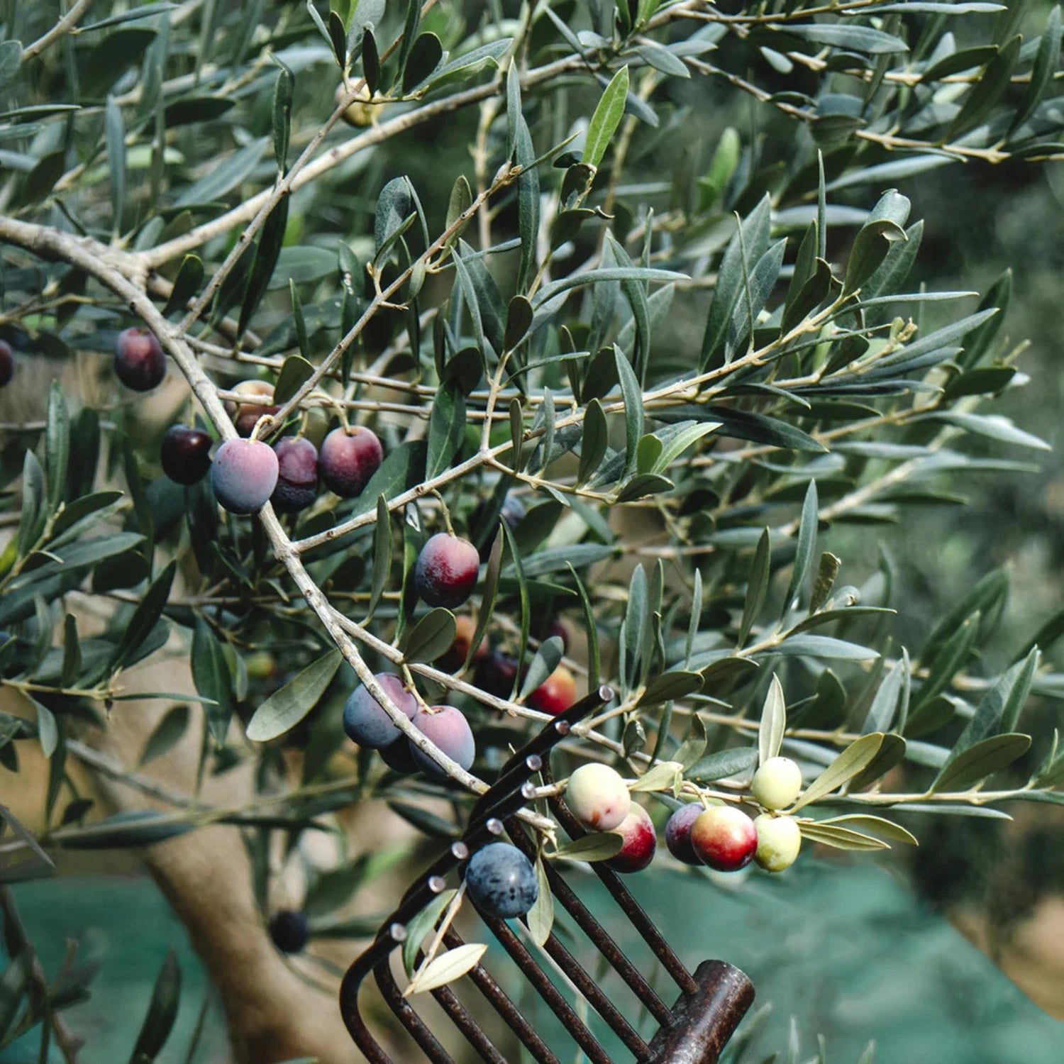 Olive Tree - 'Arbequina' - Olea europaea