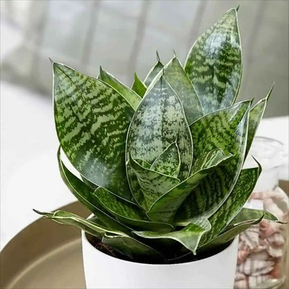 Sansevieria "Birds Nest" - 4"