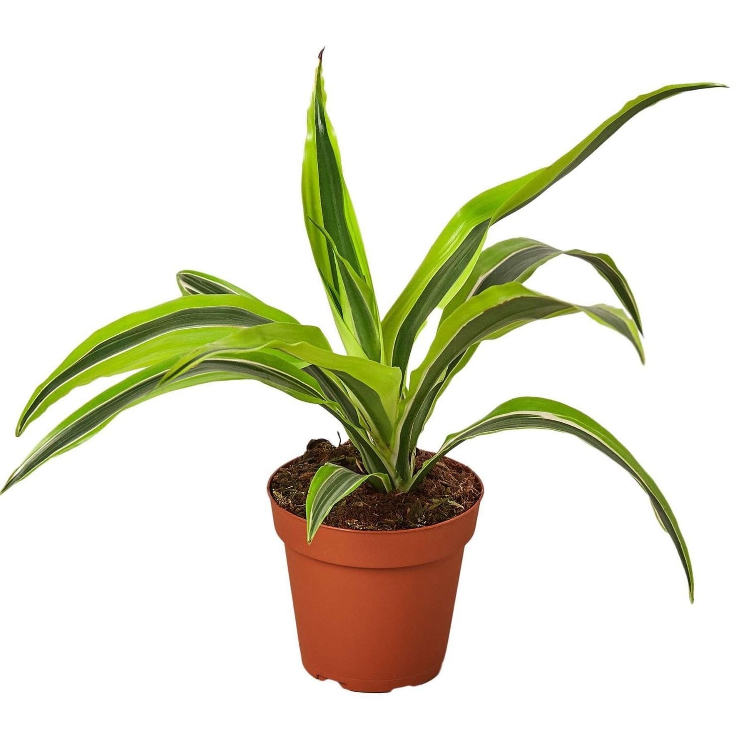 Dracaena Combo 3 pots - 4''