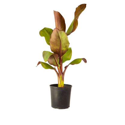 Ensete Maurelii - Red Abyssinian Banana - 24" Tall