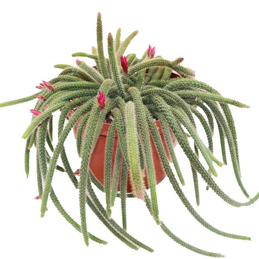 Hanging Rat Tail Succulent - 8"