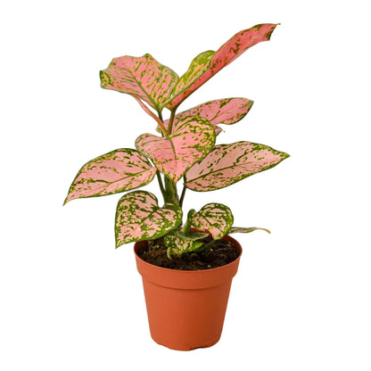 Aglaonema Pink Valentine - 4"