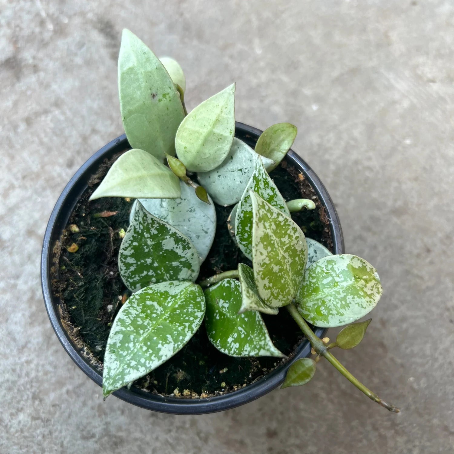 Hoya Krohniana Super Silver - 2.5''