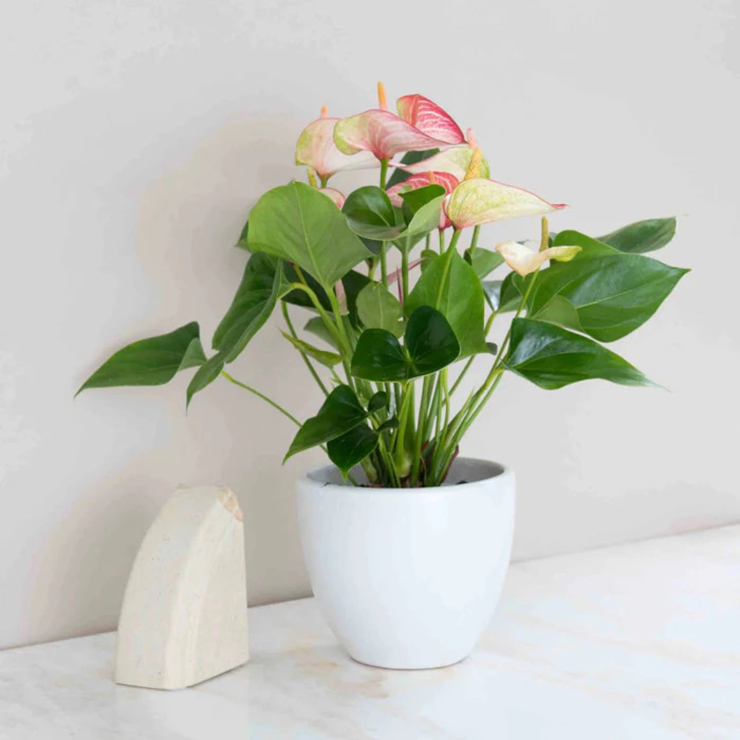 Variegated Pink & White Anthurium - 6''