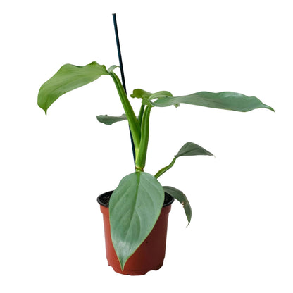 Philodendron Silver Sword - 6"