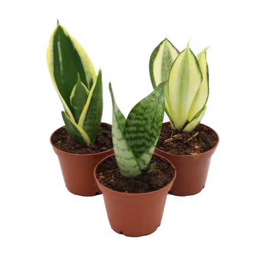 Mini Snake Plant Assortment - 3 Pots - 2.5"