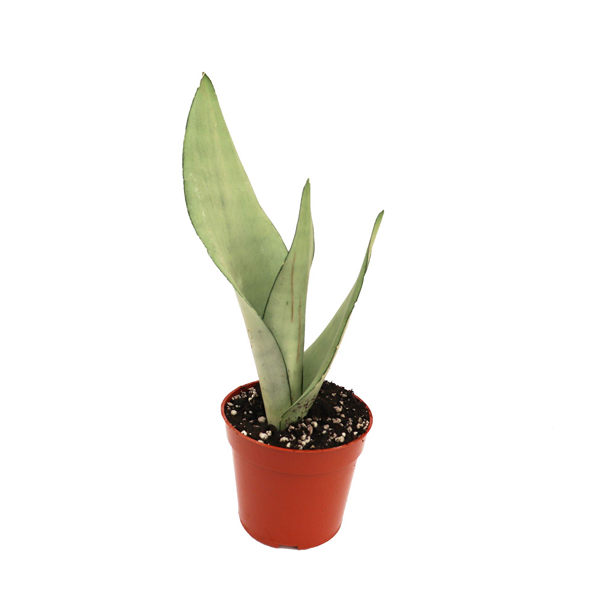 Sansevieria Moonshine - 4''