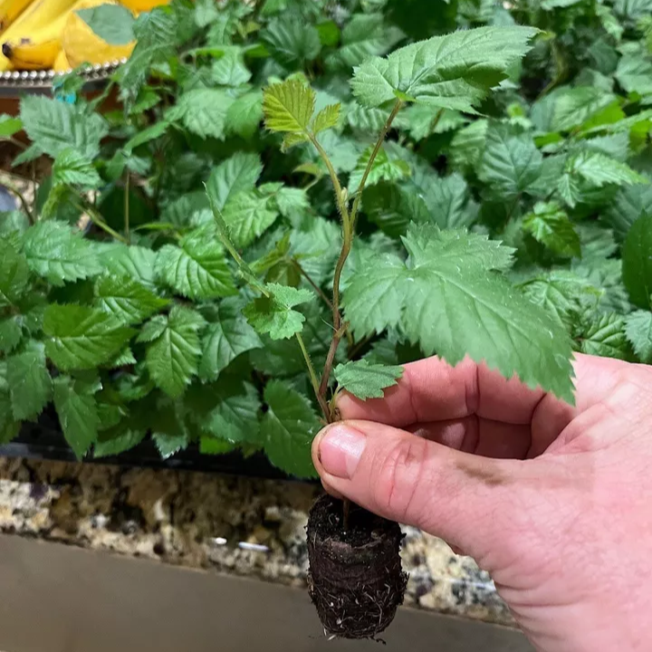 Ponca Thornless Blackberry Plants 2 Live plants