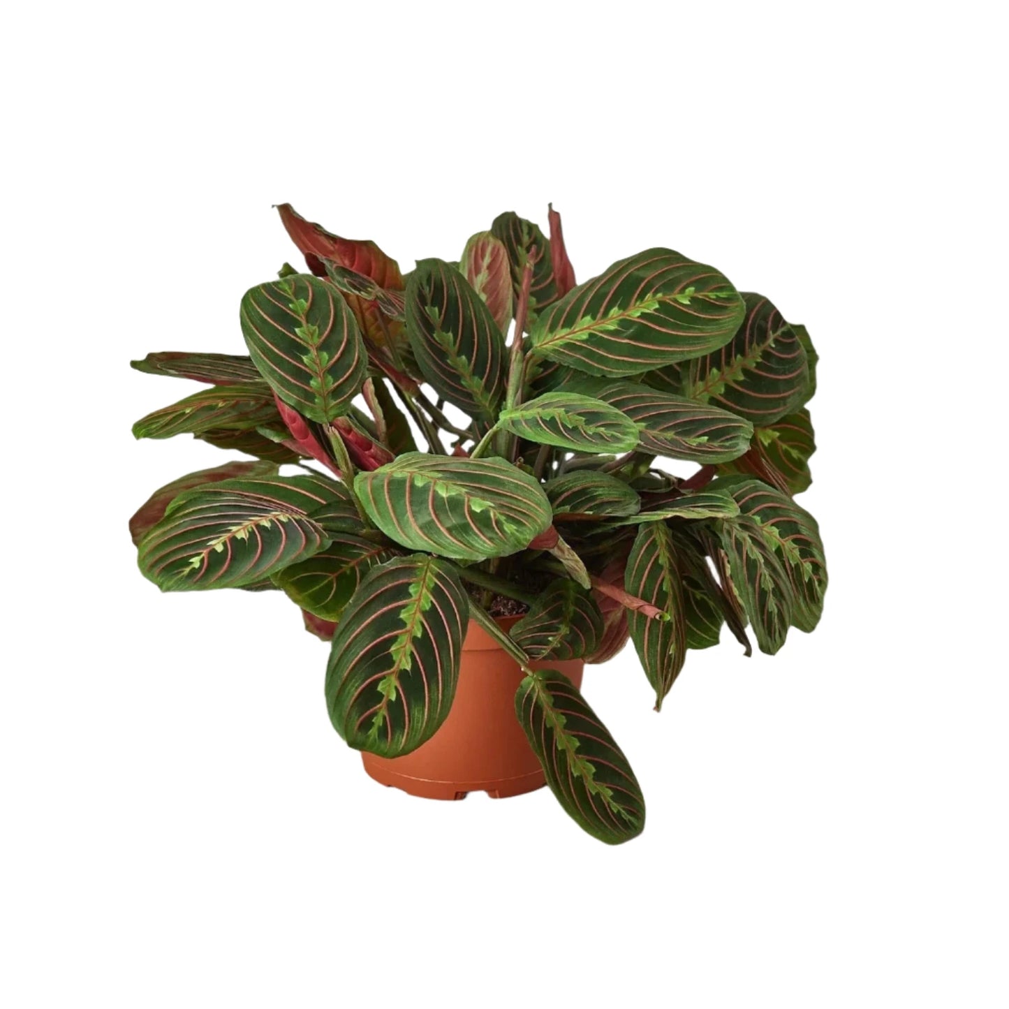 Red Maranta Prayer - 6"