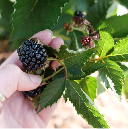 Thornless Blackberry - Rubus - “Ponca" - 10 Plants