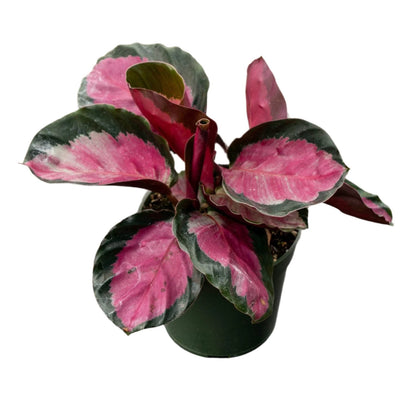 Calathea Roseopicta - 4"