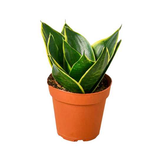 Sansevieria Snake Plant Emerald Star - 4"