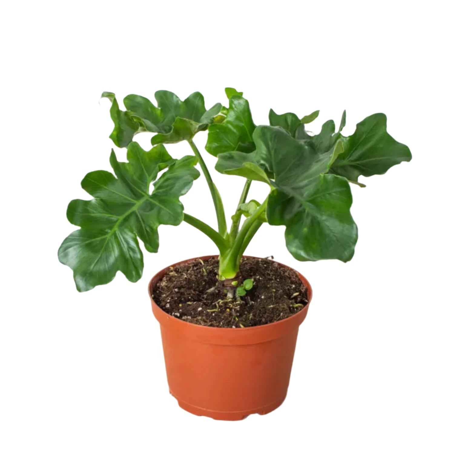 Philodendron Atom - 4''