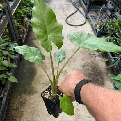 Alocasia - 'Portora' - Elephant Ear Indoor/Outdoor Tropical Plant - Cold Hardy