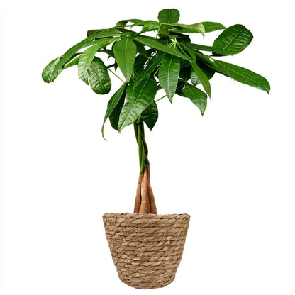 Pachira Aquatica Money Tree - 4''