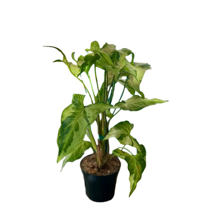 Rare Syngonium Three Kings -4''