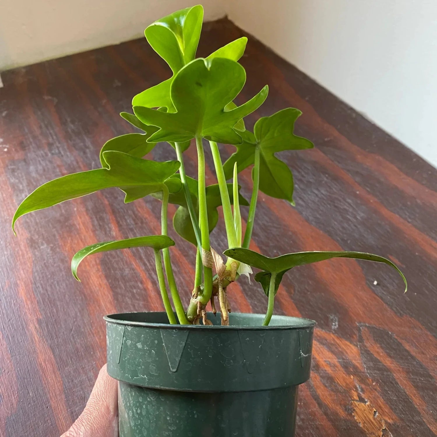 Philodendron Pedatum - 4"