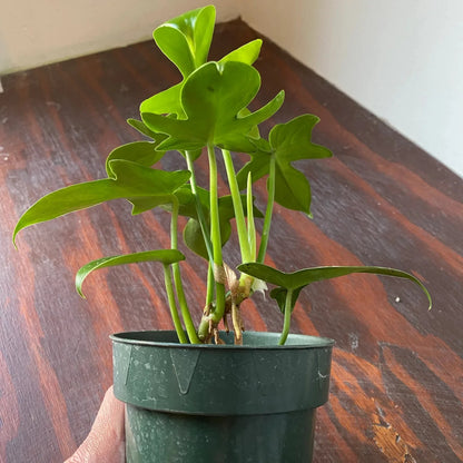 Philodendron Pedatum - 4"