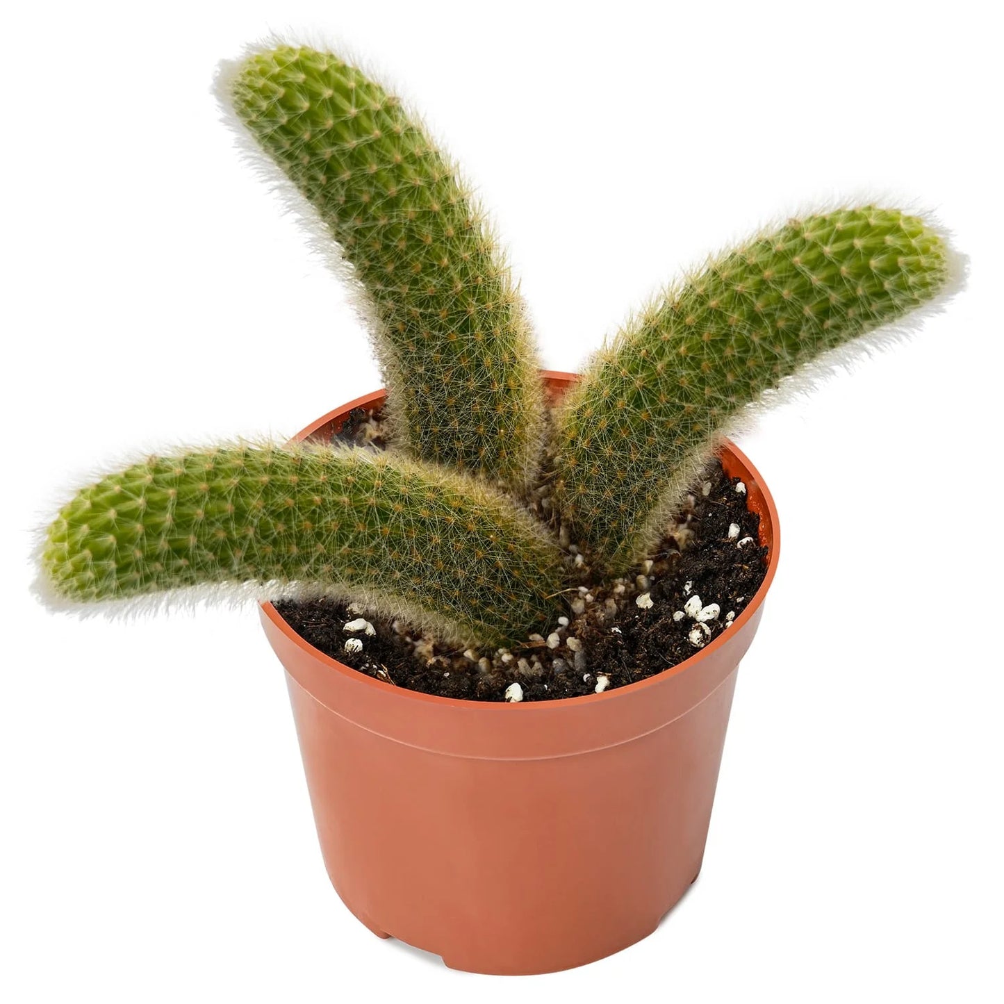 Hildewintera Colademononis Monkey Tail Cactus ( 3 tails) - 6''