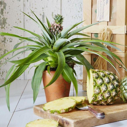 Pineapple Plants Combo - 'Elite Gold' and White Jade 12 Plants