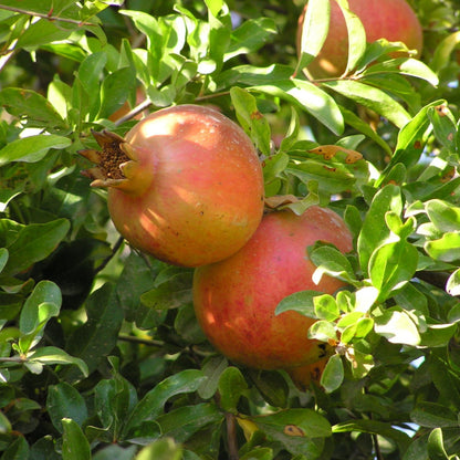 Pomegranate - 'Wonderful' - Punica granatum - Actively Growing Live Plant