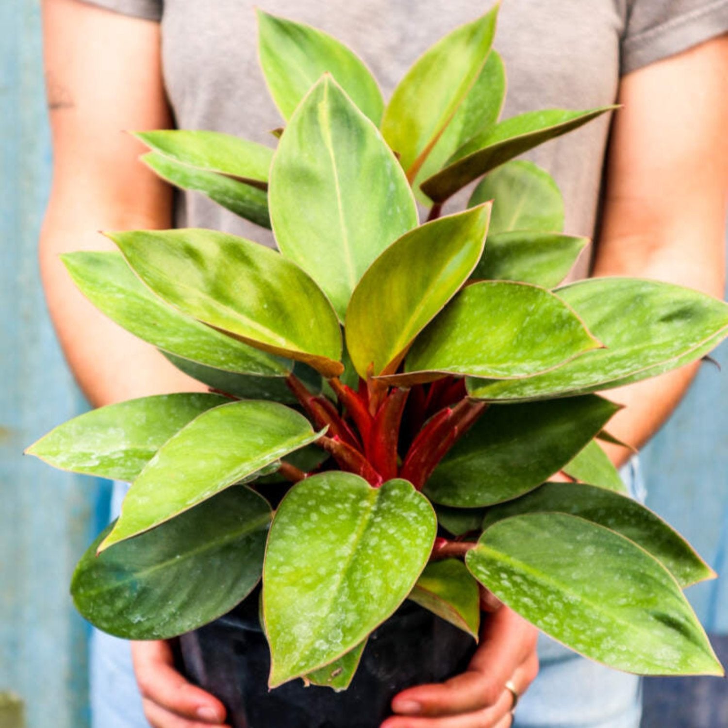 Philodendron Red Back - 6''