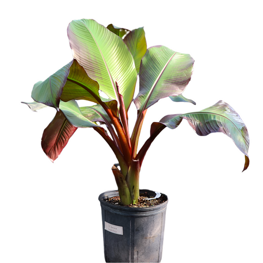 Ensete Maurelii - Red Abyssinian Banana