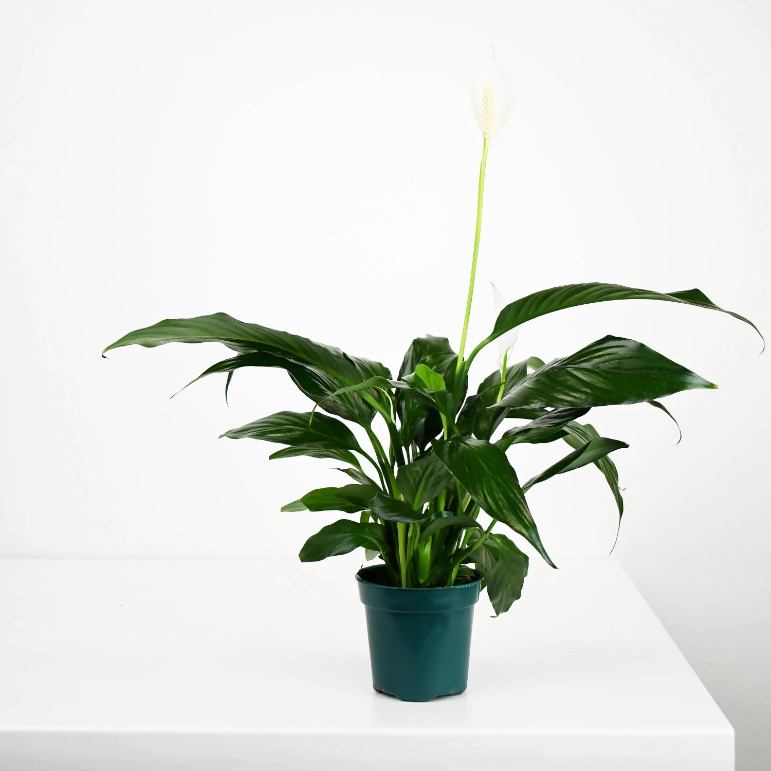 Peace Lily Spathiphyllum - 4''