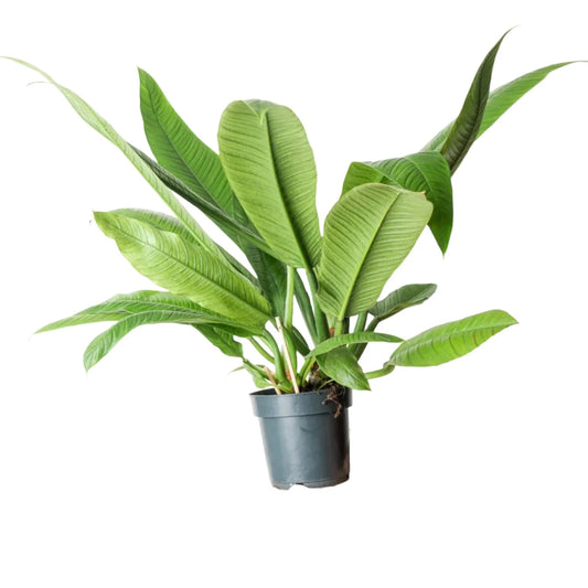 Philodendron - Campii "Lynette" - Live Plant