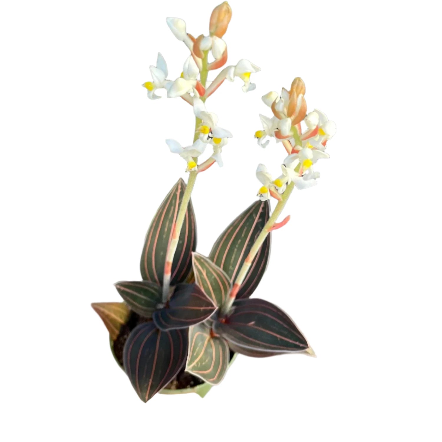 Black Jewel Orchid - 2"